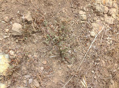 Spergularia macrotheca
