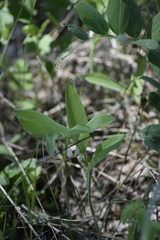 Polygonatum humile