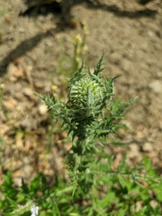 Echinops armatus