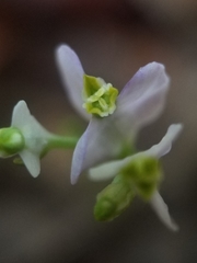 Burmannia biflora image