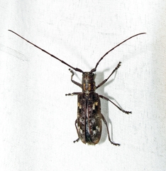 Monochamus carolinensis
