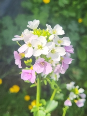 Cardamine uliginosa