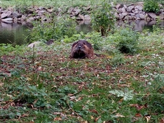 Myocastor coypus