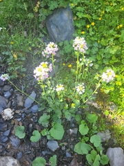 Cardamine uliginosa