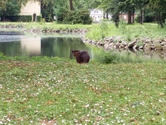 Myocastor coypus