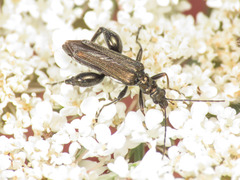Oedemera flavipes