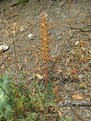 Orobanche grenieri