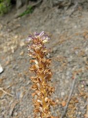 Orobanche grenieri