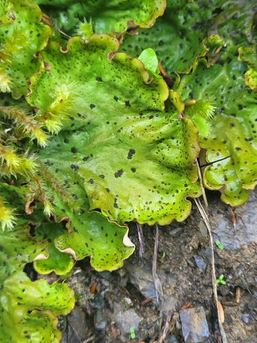 štítnatec zelený (Peltigera aphthosa)