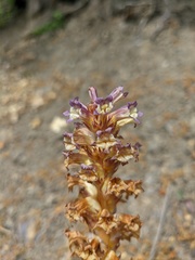 Orobanche grenieri