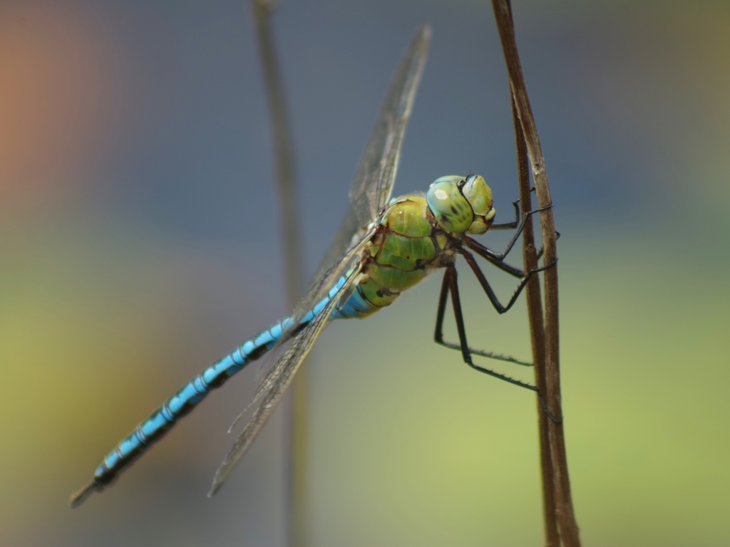 Emperor Dragonfly