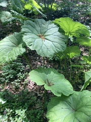Podophyllum peltatum