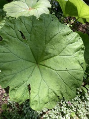Podophyllum peltatum