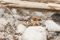 Plagiolepis manczshurica