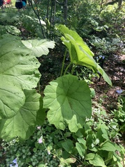 Podophyllum peltatum