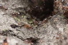 Crematogaster matsumurai