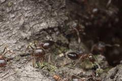 Crematogaster matsumurai