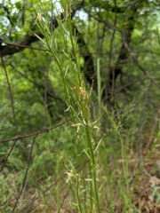 Erysimum cuspidatum