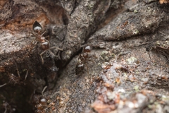 Crematogaster matsumurai