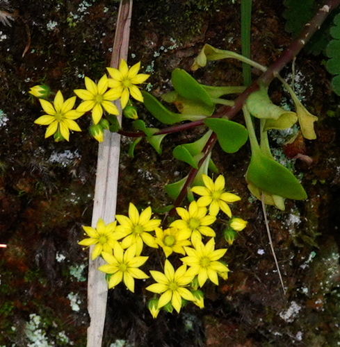 Aichryson divaricatum