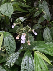 Calanthe alismifolia