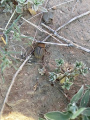 Phyllophaga lanceolata