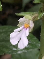 Calanthe alismifolia