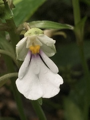 Calanthe alismifolia