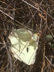 Calystegia subacaulis episcopalis