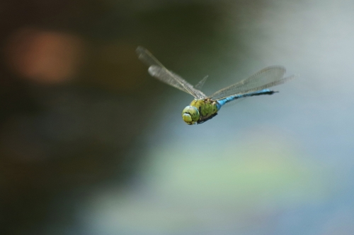 Emperor dragonfly