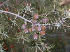 Juniperus oxycedrus badia
