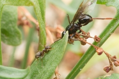 Lasius spathepus