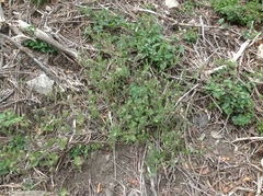 Phacelia malvifolia