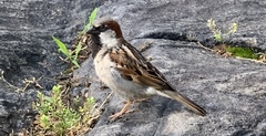 Passer domesticus