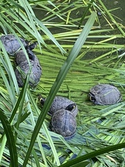 Trachemys scripta