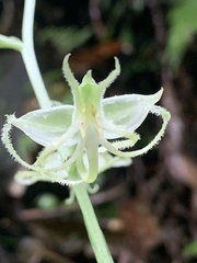 Habenaria petelotii