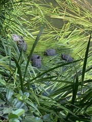 Trachemys scripta