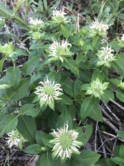 Monarda lindheimeri