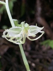 Habenaria petelotii