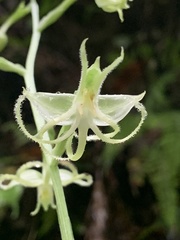 Habenaria petelotii