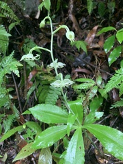 Habenaria petelotii
