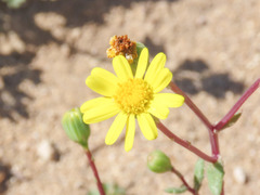 Senecio transiens