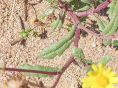 Senecio transiens