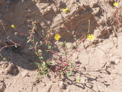 Senecio transiens