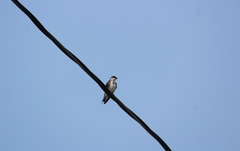 Tachycineta albilinea