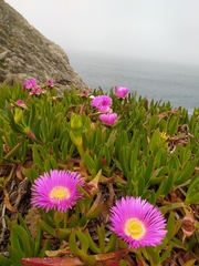 Carpobrotus