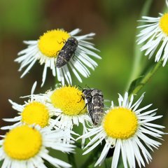 Acmaeoderini