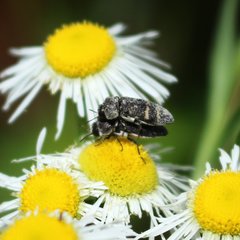 Acmaeoderini