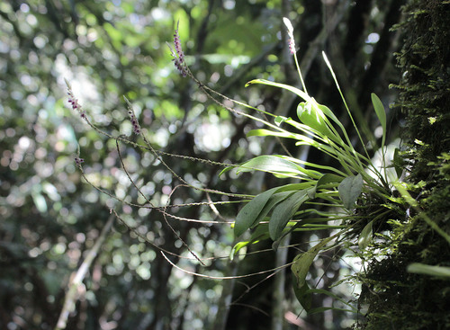 Platystele densiflora
