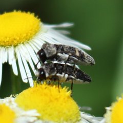 Acmaeoderini